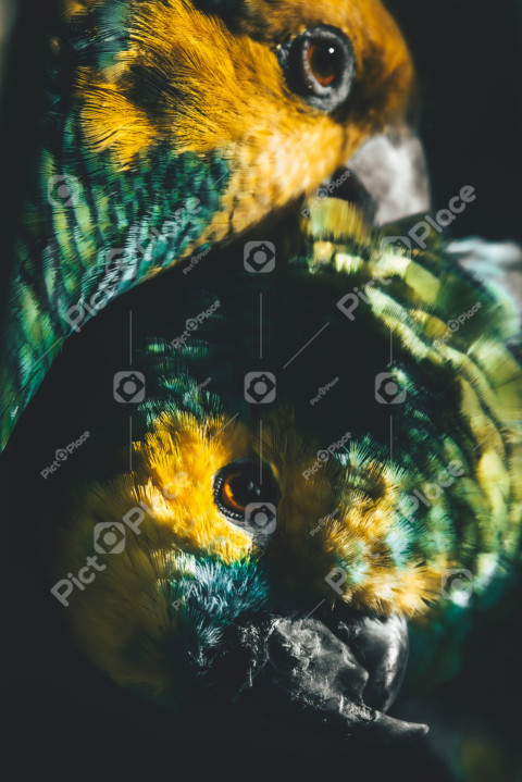 close up of a bird with yellow and green feathers